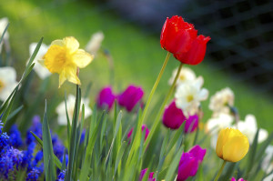 Colorful_spring_garden
