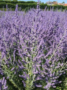 french-lavender